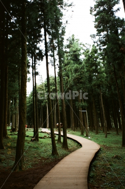 필름,필름사진,나무,제주도,숲,절물자연휴양림,길,산책,산책로,초록,film,green,jeju,tree,walking,여행,자연,풍경,nature,landscape,식물,plants,나무,trees,wood,plant,path,통로