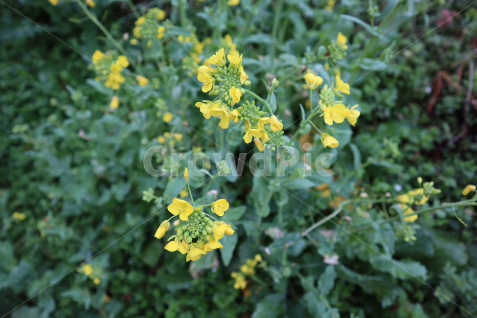 plant,flower,jeju,jejudo,식물,유채꽃,꽃,풀꽃