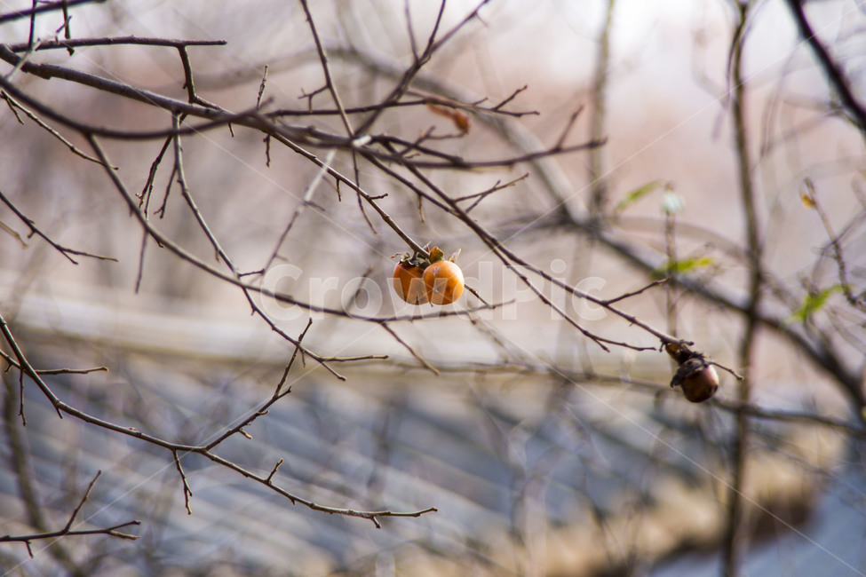감,가을,까치밥,고궁,감성,기와,가을,계절,fall,autumn,season,식물,자연,plants,nature,과일,열매,fruit