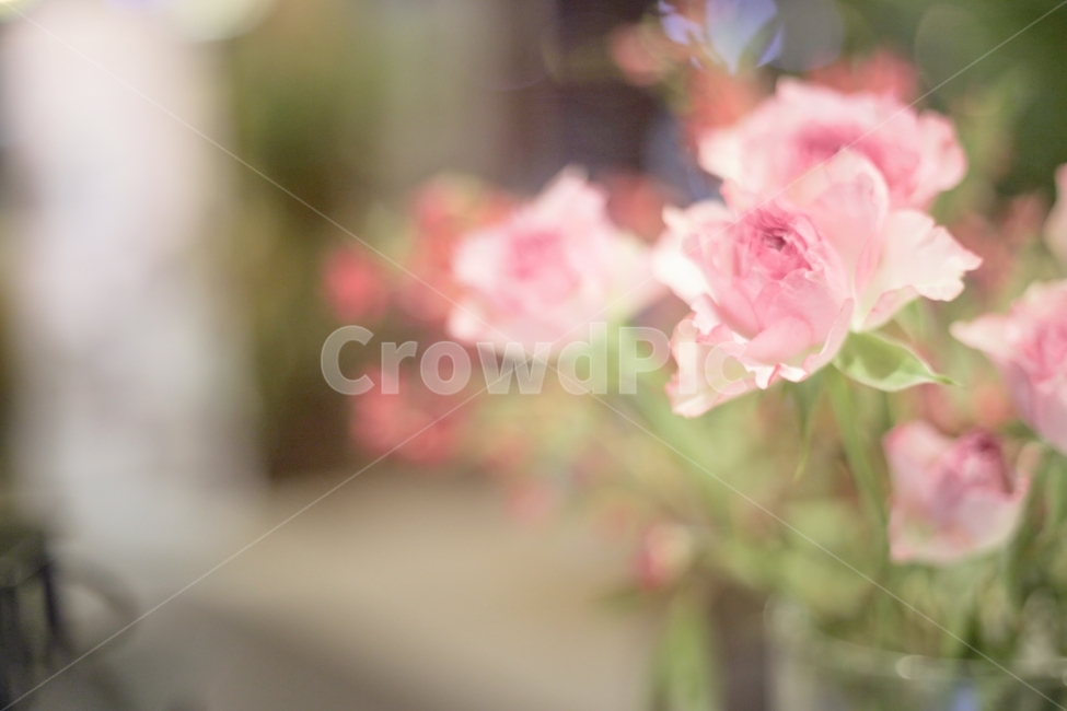 꽃,장미꽃,감성사진,flower,pink,분홍,스냅,포토그래퍼,감성,색감,사진,예쁜사진,식물,자연,plants,nature,꽃,flower,감성,sensible,feeling