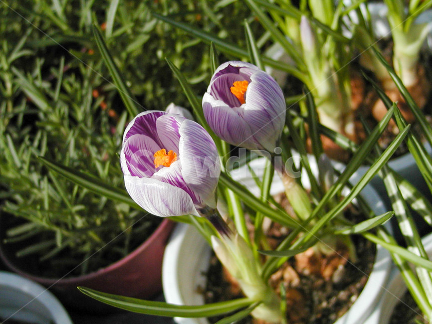 크로커스,크로커스꽃,식물,flower,blossom,plant,꽃,봄꽃,화분