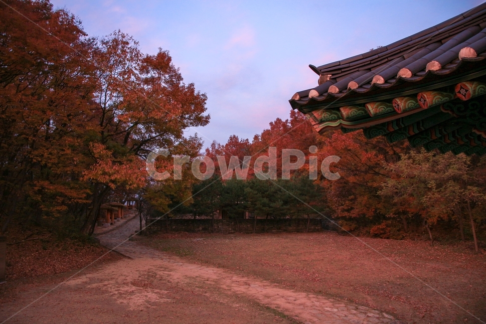 가을,하늘,울긋불긋,단풍나무,자연,풍경,가을,계절,fall,autumn,season,자연,풍경,nature,landscape,한국자연풍경,한국자연경관,korea nature landscape,한국전통,한국문화,korean traditional,korean culture,plant,식물,tree,나무
