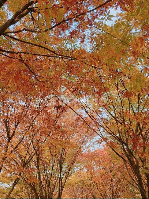 나무,tree,식물,plant,단풍,maple,나뭇잎,풍경,가을