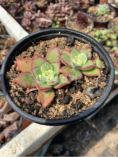 다육,식물,흙,화분,장식