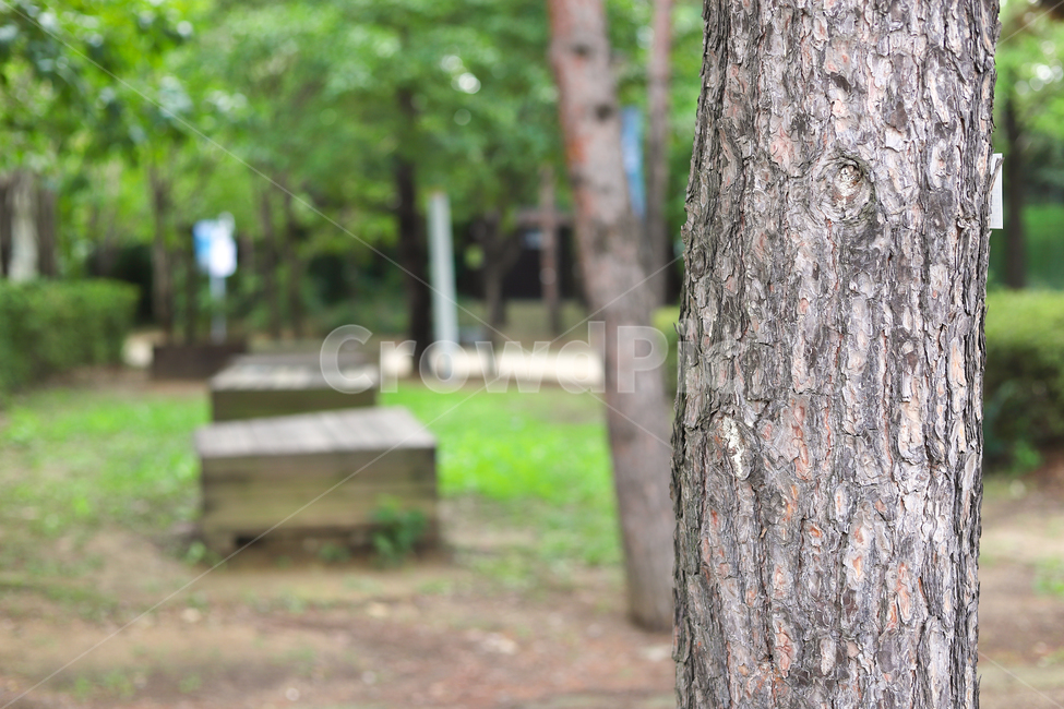 tree,나무,plant,식물,treetrunk,나무줄기,테이블,가공,나무,trees,wood