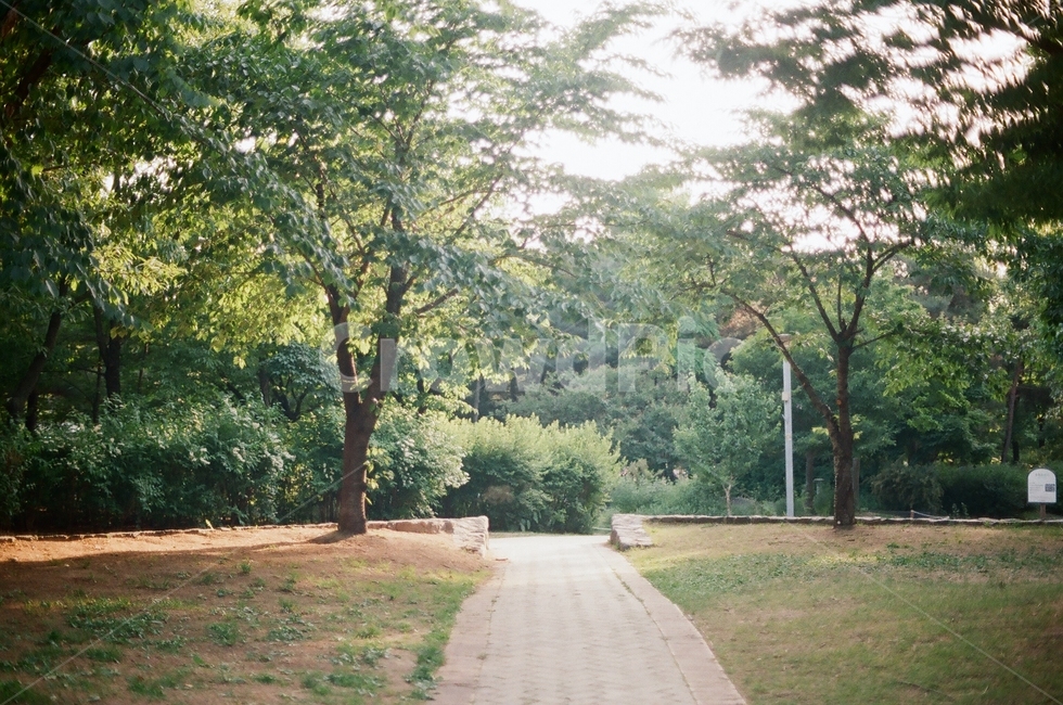 공원,길,나무,낮,필름사진,감성,tree,forest,park,way,path,filmphoto,daylight,숲,공원길,잔디,grass
