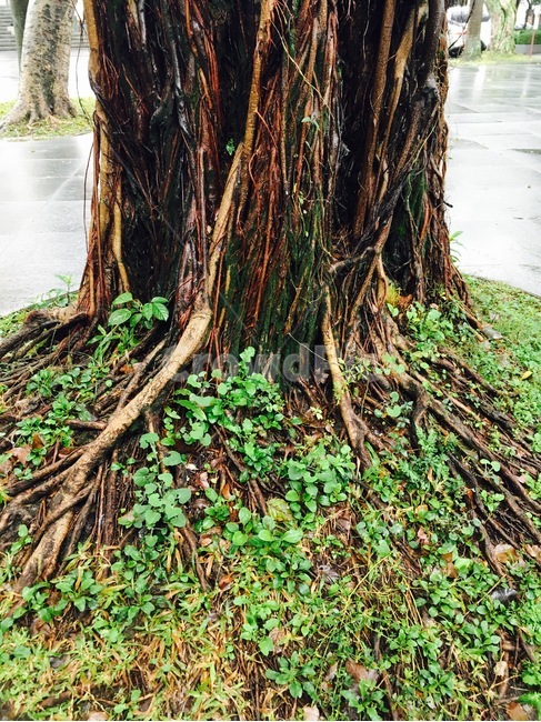나무,tree,나무줄기,나뭇가지,나무밑동,식물,자연,plants,nature,나무,trees,wood