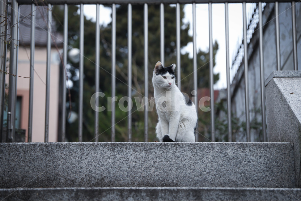 길고양이,고양이,야옹이,길냥이,도도하게,동물,animal,포유류,mammal,고양이,cat,kitten,kitty