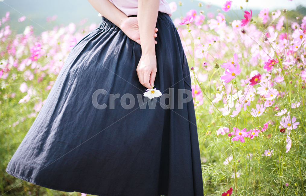 코스모스,여자,꽃놀이,가을,손,식물,자연,plants,nature,꽃,flower,사람,인물,인간,human,person,여성,여자,woman,female,lady