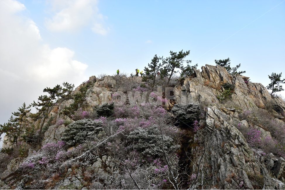 주작산,덕룡산,종주,진달래,풍경,기암,바위,비경,봄풍경,진달래꽃,강진,명산,산행,등산,마운틴,힐링,mountain,landscape,자연,natural,봄,계절,spring,season,자연,풍경,nature,landscape,한국자연풍경,한국자연경관,korea nature landscape,plant,식물,blossom,꽃,flower