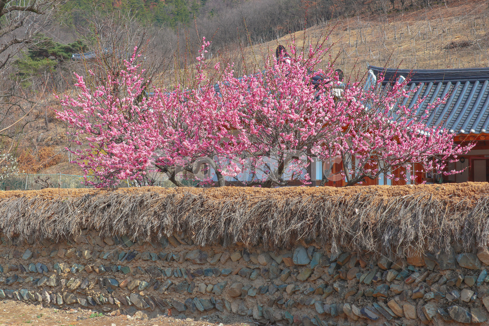 봄,spring,매화,홍매화,매화꽃,매화나무,plum,blossom,핑크,pink,flower,한옥,korean,traditional,house,돌담,담장,wall,자연,nature,옥외,outdoors,식물,plant