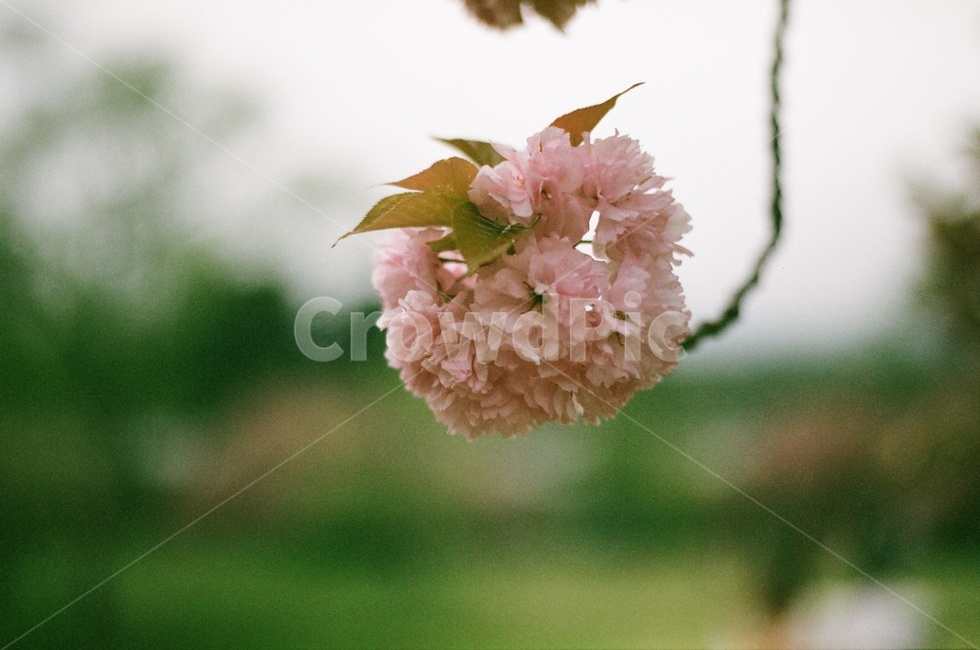 봄,벚꽃,겹벚꽃,벚꽃놀이,왕벚꽃,자연,봄,계절,spring,season,식물,자연,plants,nature,꽃,flower,plant,blossom
