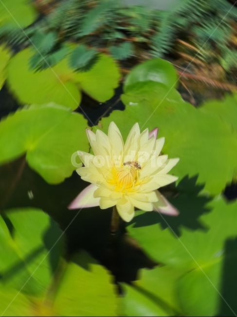 식물,꽃,자연,flower,plant,식물,자연,plants,nature,꽃,flower