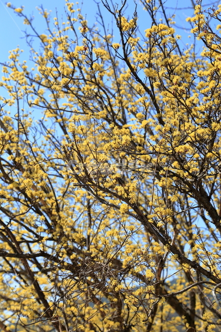 구례,하동,구례산수유축제,산수유,산수유꽃,노란꽃