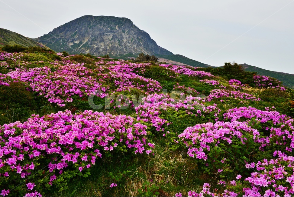 제주,한라산,한라산봄,한라산철쭉,철쭉꽃,봄,계절,철쭉,영실,윗세오름,plant,식물,nature,outdoors,옥외,hill,언덕,경치,경관,풍경,비경,제주봄,자연,풍경,nature,landscape