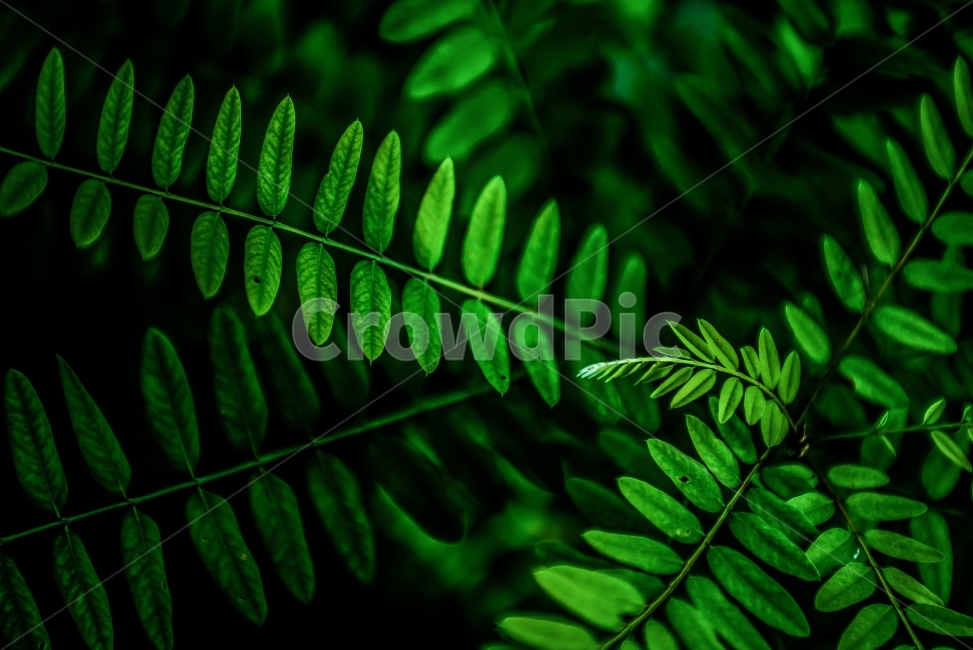 wallpaper,식물,나무,초록,green,plant,아카시아,식물,자연,plants,nature