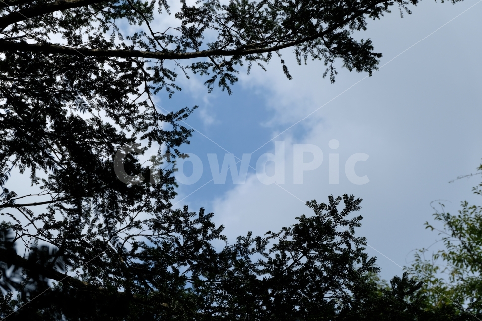 숲,비자,비자나무,나뭇잎,하늘,구름,실루엣,풀,풀숲,제주도,제주도비자림,비자림,나뭇잎실루엣,자연,풍경,nature,landscape,silhouette,tree,나무,plant,식물