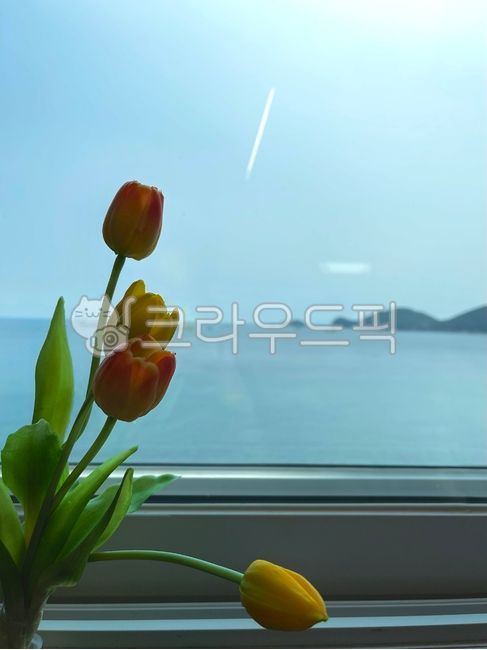 꽃,flower,바다,감성,튤립