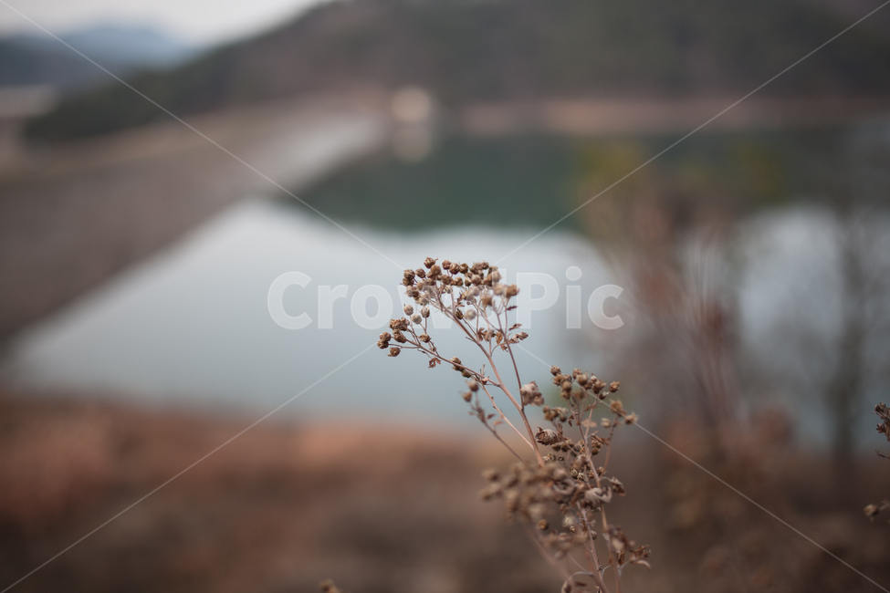겨울,들풀,식물,botanical,자연,풍경,겨울,계절,winter,season,식물,자연,plants,nature