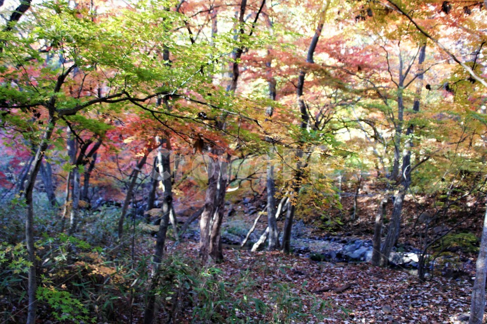 가을,단풍,자연,나무,식물,산속,autumn,season,trees,nature,풍경,자연풍경,감성,emotion,가을,계절,fall,autumn,season,tree,plant,tree trunk,나무 줄기