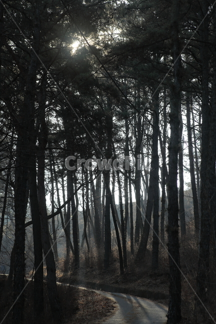 길,소나무,그림자,plant,wood,자연,풍경,nature,landscape,tree,나무,식물
