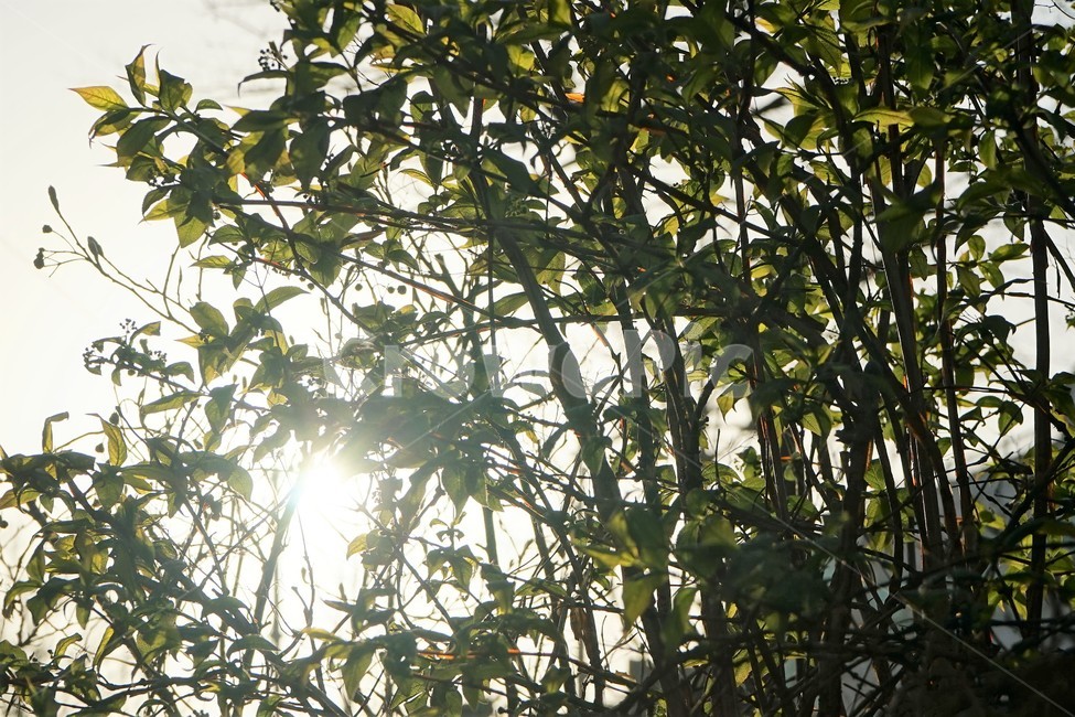 눈,싹,자연,식물,나무,연두색,녹색,역광,봄,식물,자연,plants,nature,나무,trees,wood