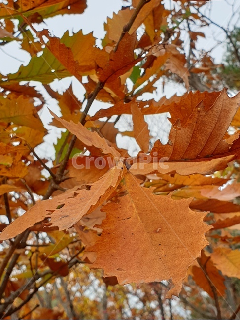 잎,식물,나무,가을,낙엽,가을낙엽,상수리나무,가을,계절,fall,autumn,season