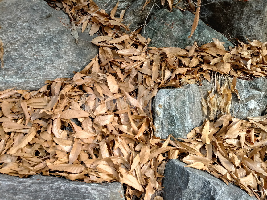 자연,낙엽,나뭇잎,잎,leaf,옥외,outdoor,가을,돌,바위