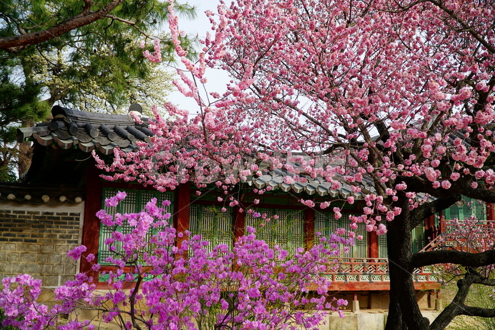 창덕궁,한국,korea,대한민국,서울,seoul,고궁,궁전,궁궐,조선,조선시대,조선왕조,왕궁,한옥,한국적인,한국문화,문화,한국전통,전통,문화재,전통문화,지붕,처마,담청,풍경,landscape,자연,nature,봄,봄꽃,spring,4월,april,기와,왕실,palace,changdeokgung,한국자연,한국풍경,나무,tree,벚꽃,매실나무,하늘,sky,진달래,역사,히스토리,history,봄,계절,spring,season,한국전통,한국문화,korean traditional,korean culture,식물,자연,plants,nature,꽃,flower,건축물,건물외관,exterior,building,structure,architecture,construction,plant,blossom