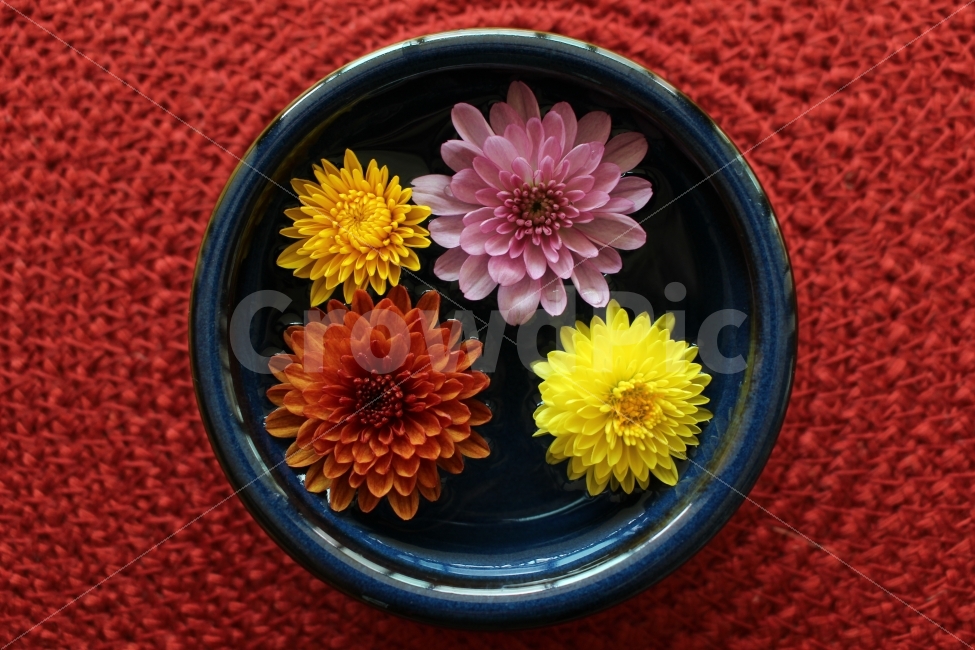 연출사진,감성,가을,도전테마,아름다움,국화,꽃,생화,배경화면,식물,자연,plants,nature,꽃,flower,연출,컨셉,콘셉,direction,concept