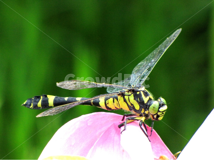 동물,곤충,꽃,풍경,자연,동물,animal,곤충,벌레,insect,bug