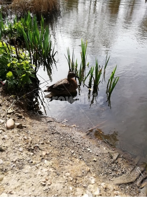 동물,animal,새,bird,outdoors,water,물,nature,자연,pond,연못,청둥오리,mallard