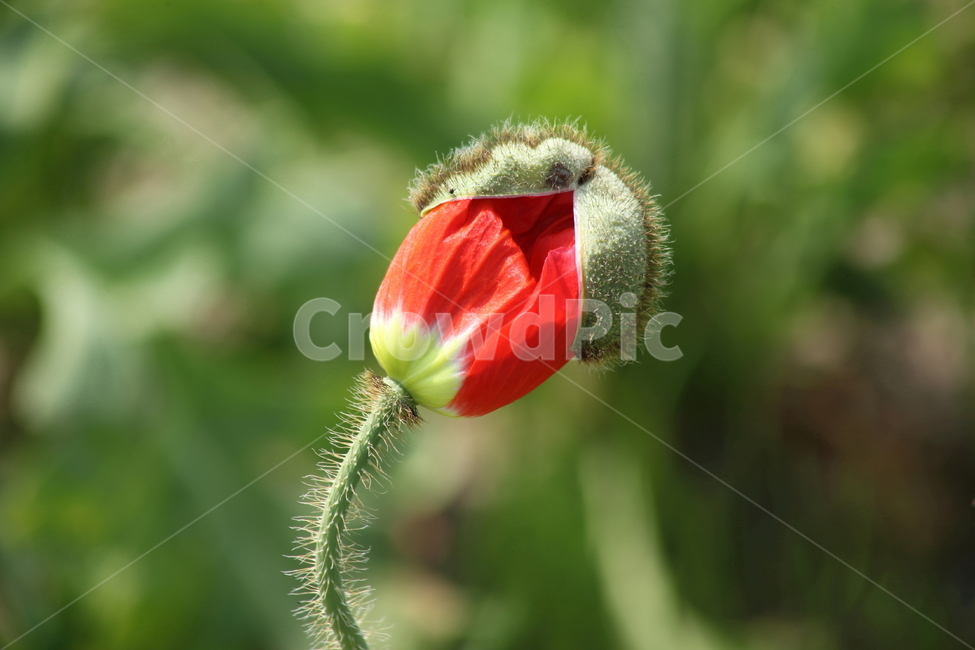 꽃양귀비,양귀비,꽃,개양귀비,poppy