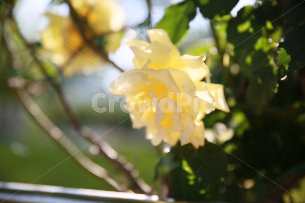 꽃,축제,장미,풍경,취미,맑음,식물,자연,plants,nature,꽃,flower