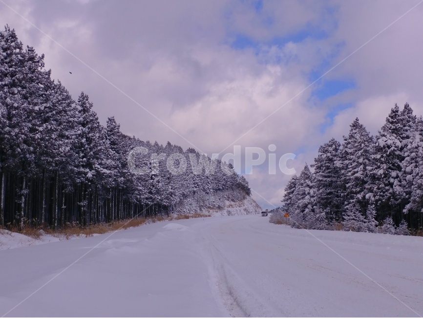 눈,겨울,풍경,감성,제주,제주풍경,하늘,구름,자연,바다,파도,겨울,계절,winter,season,자연,풍경,nature,landscape,tree,나무,plant,식물,fir,전나무,outdoors,옥외
