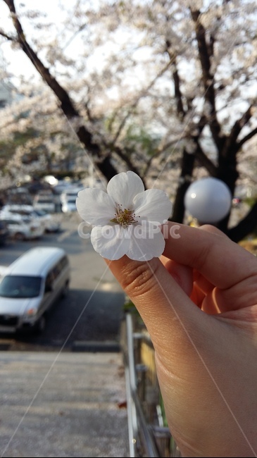 벚꽃,봄,소풍,힐링,꽃잎