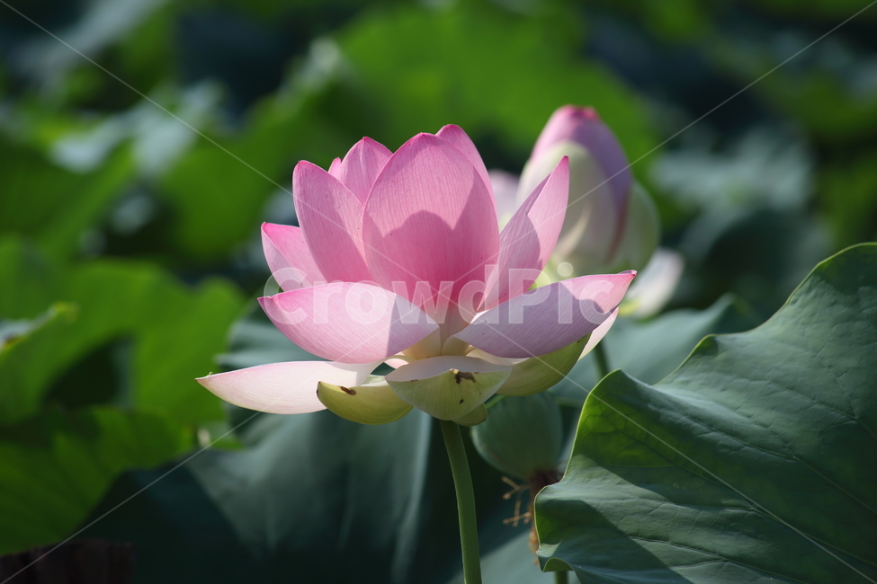 연,연꽃,수생식물,꽃,lotus