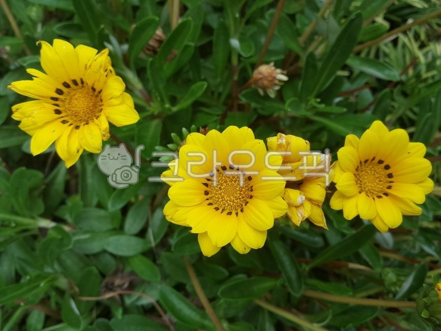 flower,꽃,blossom,가자니아,노란꽃,노랑