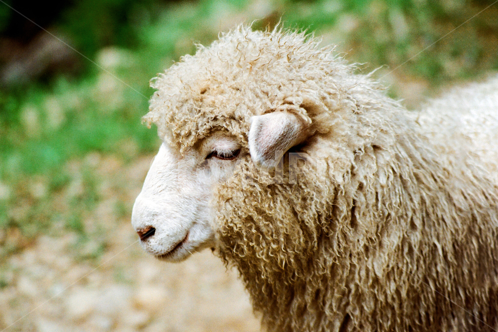 필름,필름사진,필름느낌,필름감성,양,평온,온순,동물,animal,mammal,sheep,동물,animal,포유류,mammal