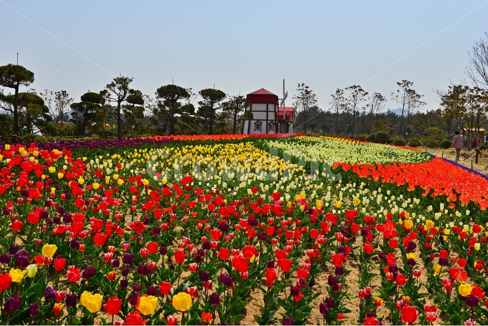 신안,임자도,튜울립축제,축제장,튜울립,노랑,빨강,나무,blossom,flower,꽃,봄,봄꽃,계절,human,인간,person,사람,plant,식물