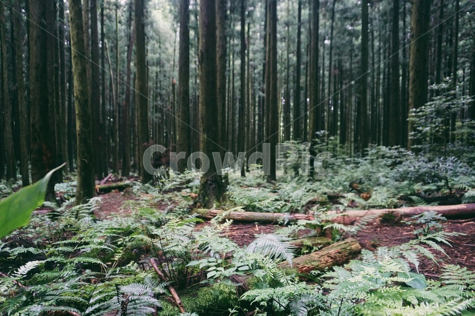 숲,숲길,제주도,감성,풍경,푸르름,자연,풍경,nature,landscape,제주도,jeju,jeju island,감성,sensible,feeling,plant,식물,tree,나무