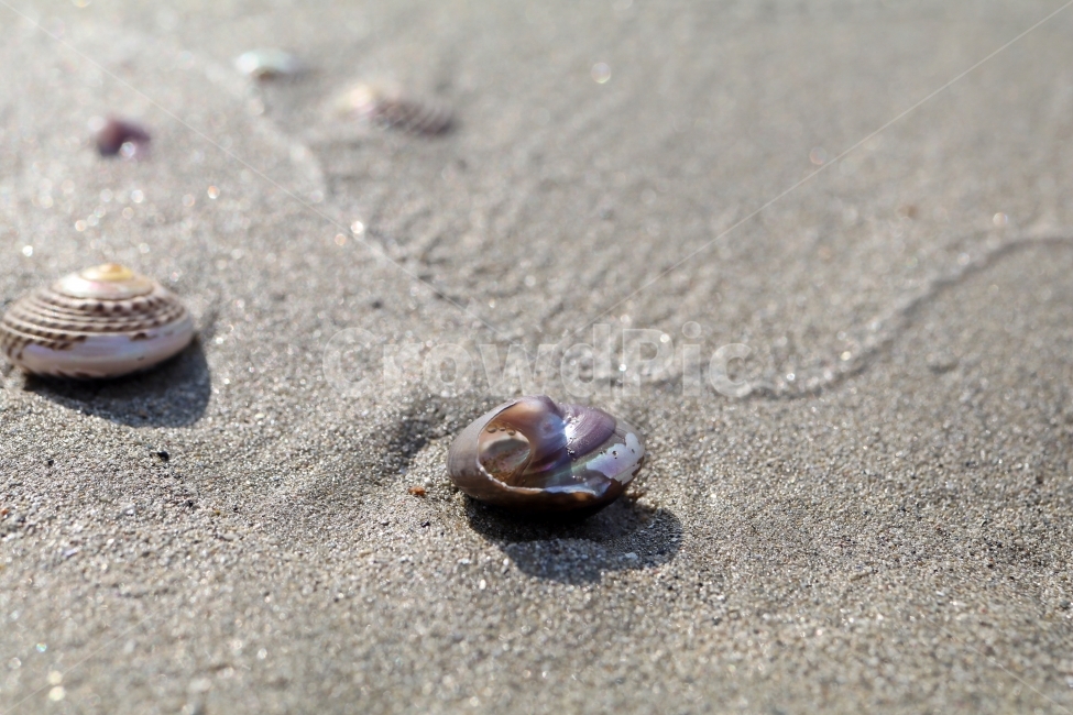 조개껍데기,매크로,접사,바닷가,해변,모래사장,자연,배경,해변,바다,beach,sea