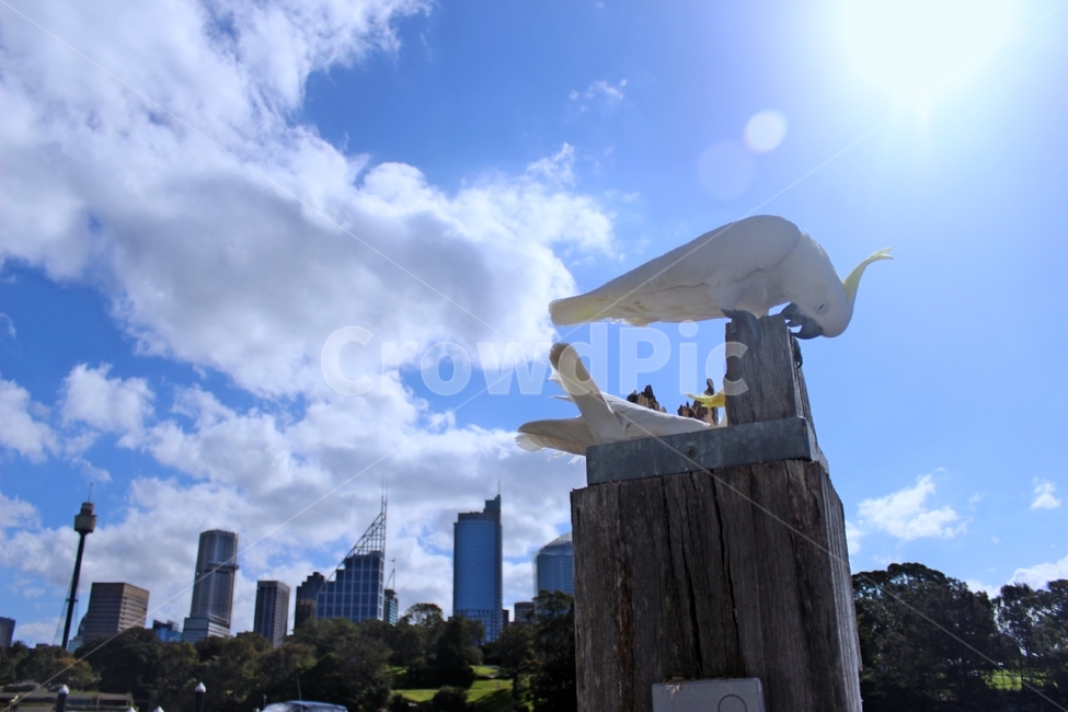 시드니,앵무새,parrot,파란하늘,귀여운동물,도시,풍경,city,landscape,해외,외국,세계,foreign,oversea,world,세계도시풍경,해외도시풍경,외국도시풍경,world cityscape,동물,animal,조류,새,birds,bird