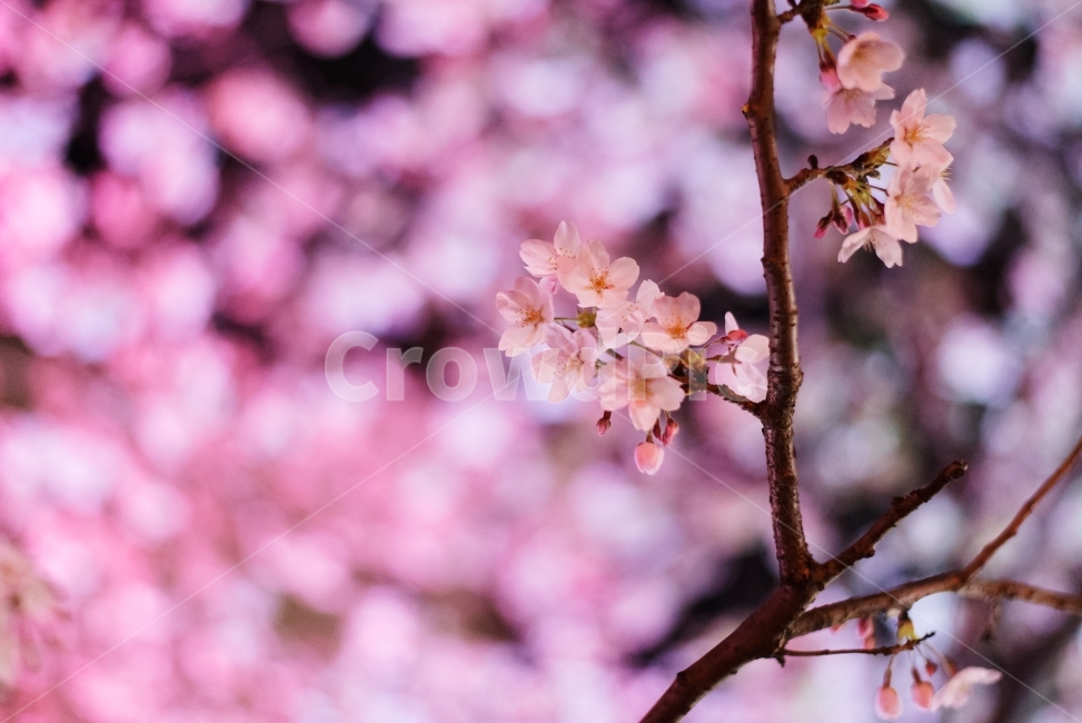 꽃,벚꽃,핑크,벚꽃축제,야경사진,광주상록회관,봄,계절,spring,season,식물,자연,plants,nature,꽃,flower,plant,blossom
