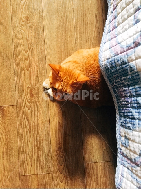 고양이,야옹이,cat,성묘,귀여운,동물,animal,포유류,mammal,고양이,cat,kitten,kitty