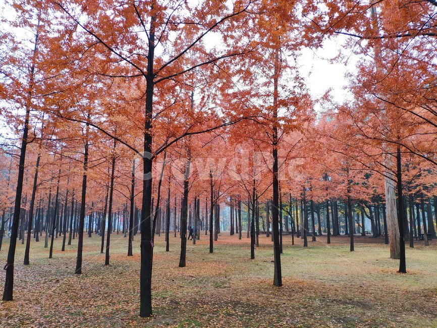 가을,배경,풍경,단풍,가을배경,가을풍경,가을단풍,나무,힐링,남이섬,나미나라,가을,계절,fall,autumn,season,tree,plant,식물,maple,leaf,잎