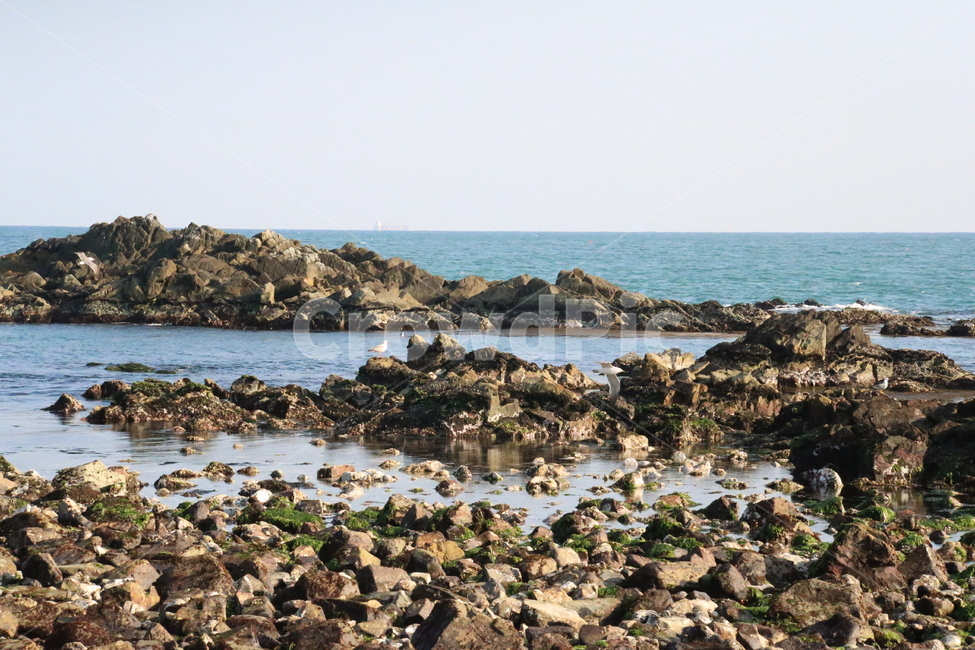rock,millet,Beach,busan,winter sea