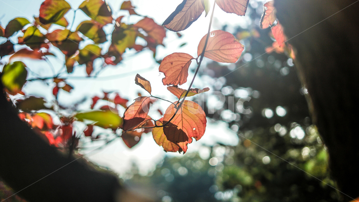 단풍,낙엽,가을,고엽,낙옆,가을,계절,fall,autumn,season,veins,정맥