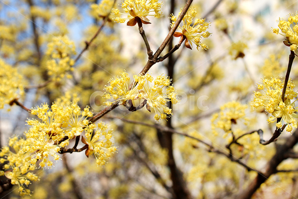 산수유,산수유꽃,봄꽃,봄,노란꽃,봄,계절,spring,season,식물,자연,plants,nature,꽃,flower,plant