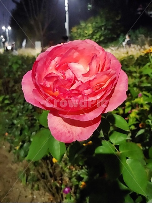 장미꽃,꽃,한송이,붉은꽃,꽃길,식물,자연,plants,nature,꽃,flower